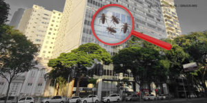 As imagens mostram um edifício com fachada de vidro, identificado como o prédio da Avenida Afonso Pena, 1500. Em destaque, há uma lupa ampliando uma área da fachada, onde aparecem ilustrações de baratas, indicando uma infestação. O texto em algumas imagens diz: "SINJUS cobra ações urgentes do TJ contra nova infestação de baratas na Afonso Pena, 1500". O fundo é predominantemente cinza com tons de verde das árvores, destacando a seriedade do tema. As imagens têm o objetivo de alertar sobre as condições de trabalho no local.