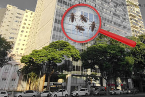 As imagens mostram um edifício com fachada de vidro, identificado como o prédio da Avenida Afonso Pena, 1500. Em destaque, há uma lupa ampliando uma área da fachada, onde aparecem ilustrações de baratas, indicando uma infestação. O texto em algumas imagens diz: "SINJUS cobra ações urgentes do TJ contra nova infestação de baratas na Afonso Pena, 1500". O fundo é predominantemente cinza com tons de verde das árvores, destacando a seriedade do tema. As imagens têm o objetivo de alertar sobre as condições de trabalho no local.